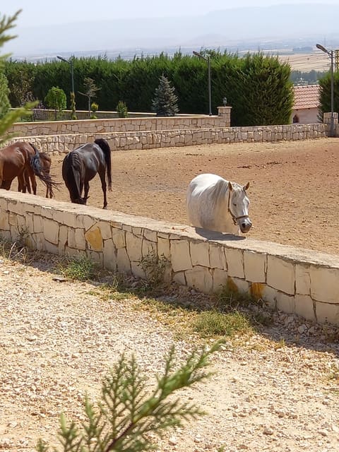 Villa Makhoul — photograph 6