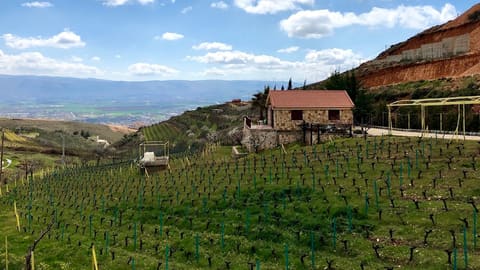 Coteaux Du Liban — photograph 2