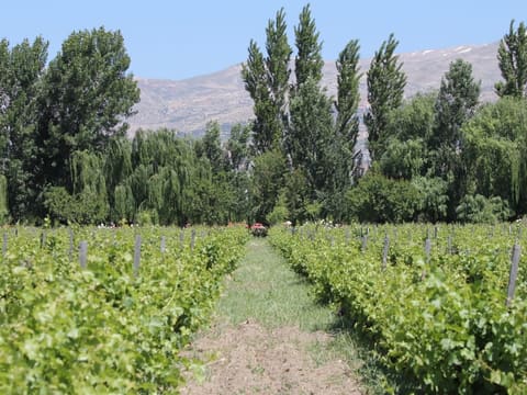 Les Vignobles Venue — photograph 3
