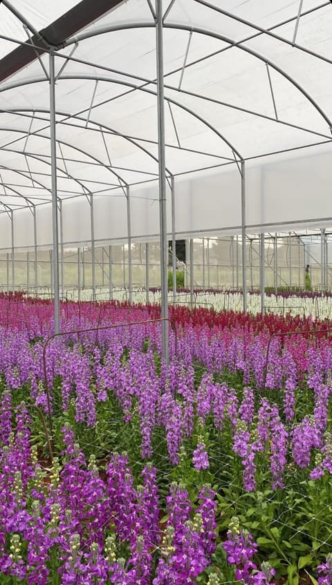 Hanna EL Kazzi's Farm - Alman — photograph 3