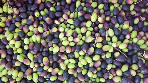 Bustan El Zeitoun EVOO OIl — photograph 2