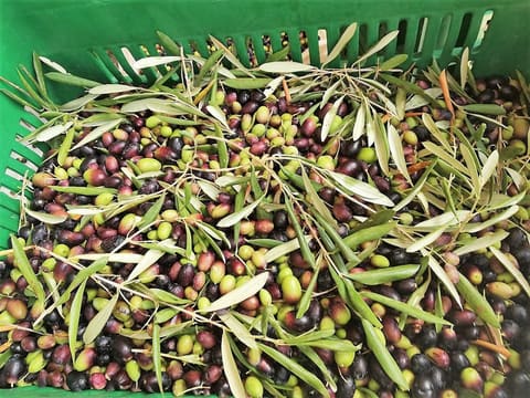 Bustan El Zeitoun EVOO OIl — photograph 3