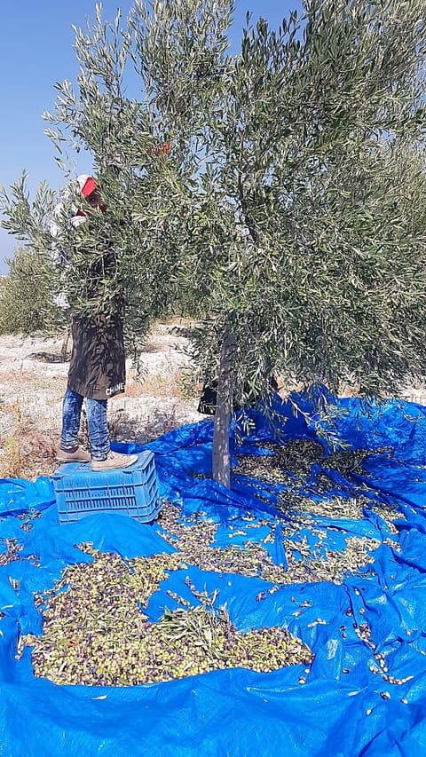 Bustan El Zeitoun EVOO OIl — photograph 4