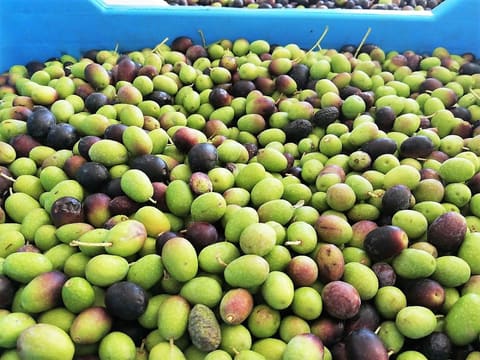 Bustan El Zeitoun EVOO OIl — photograph 5