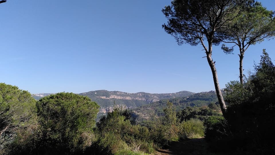 Araya Pine Park