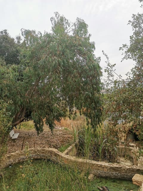 Araya Pine Park — photograph 2