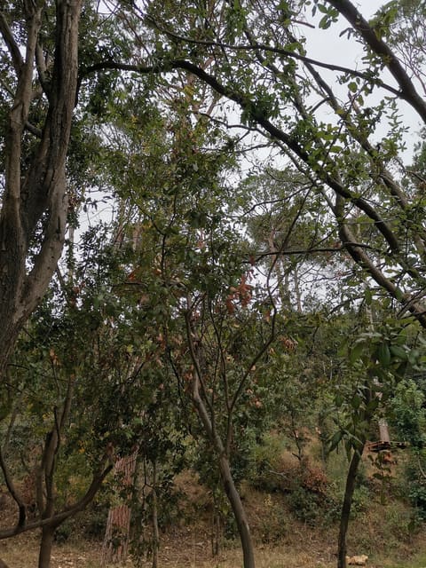 Araya Pine Park — photograph 5
