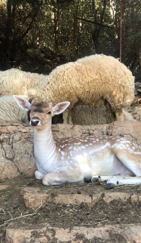 Animal Encounter - Wildlife conservation center — photograph 3