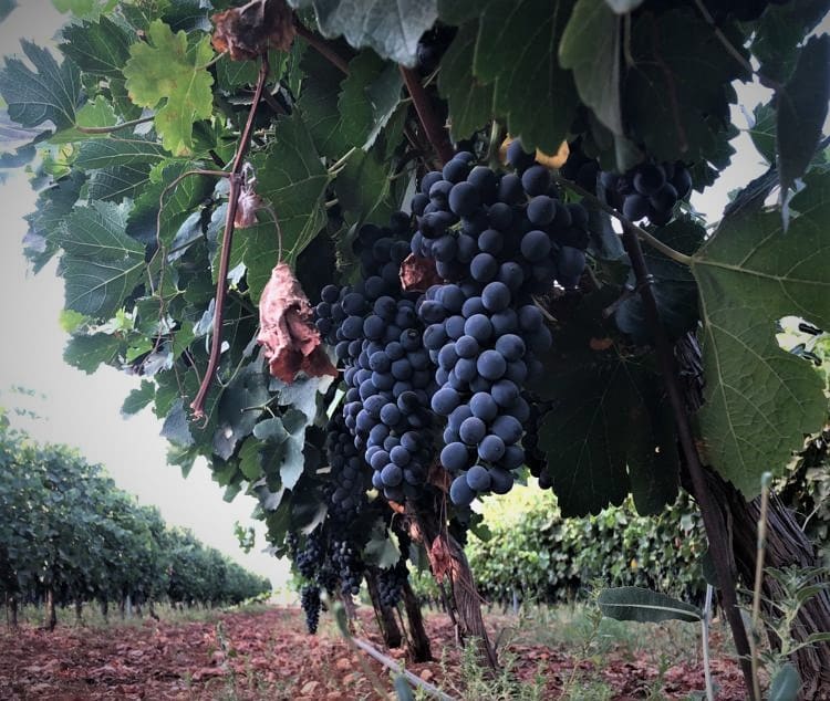 Divin wine factory