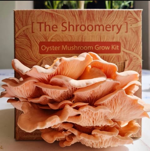 The Shroomery — photograph 3