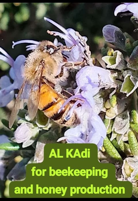 AL Kadi For beeKeeping and honey production — photograph 4