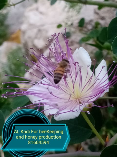 AL Kadi For beeKeeping and honey production — photograph 5
