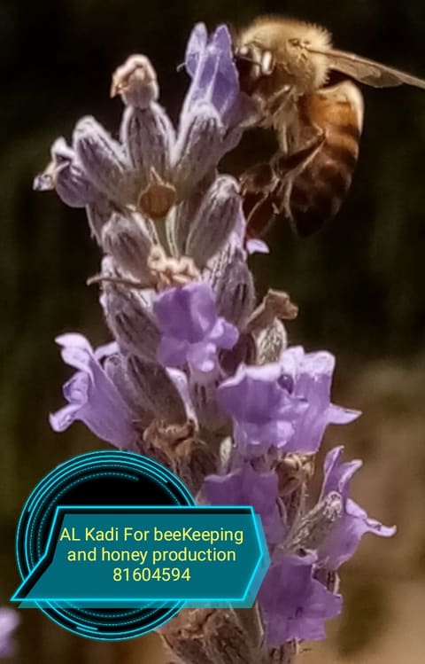 AL Kadi For beeKeeping and honey production — photograph 6