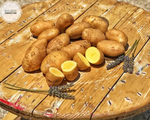Baalbeck Community Farm ( LOST ) — photograph 2