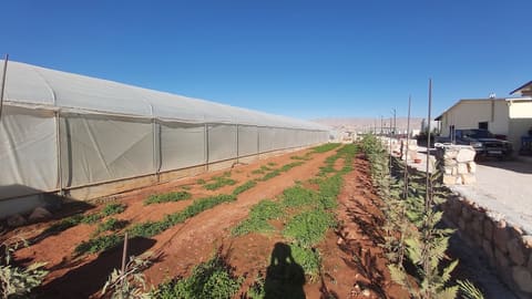 Baalbeck Community Farm ( LOST ) — photograph 4