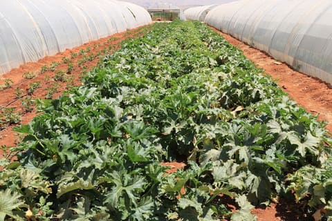Baalbeck Community Farm ( LOST ) — photograph 6