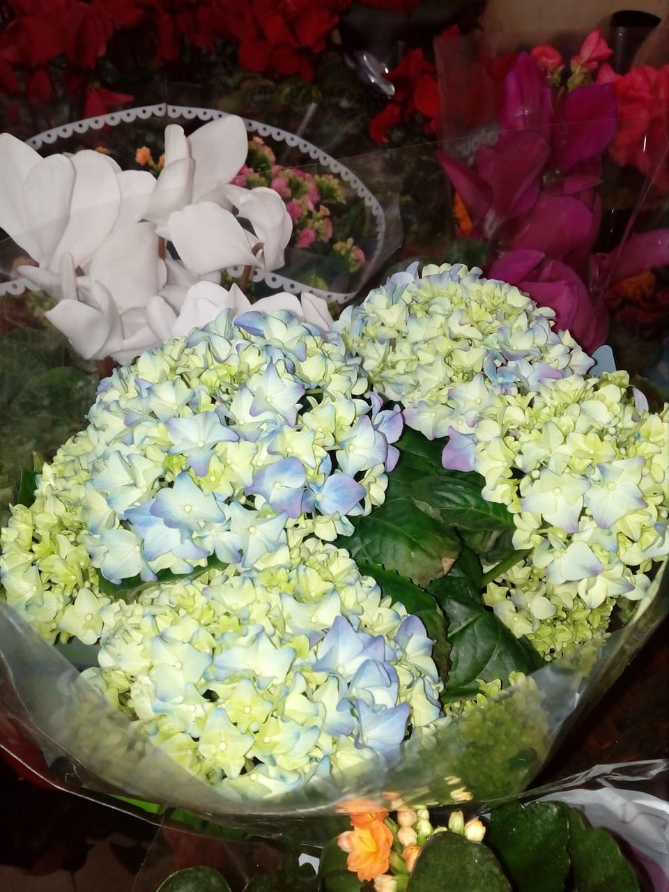 Azalia Flower