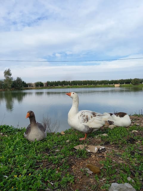 Kfar Tebnit Lake — photograph 2