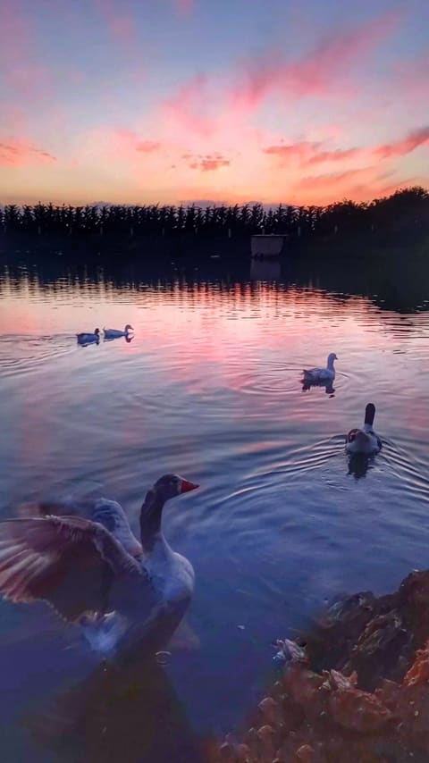 Kfar Tebnit Lake — photograph 3