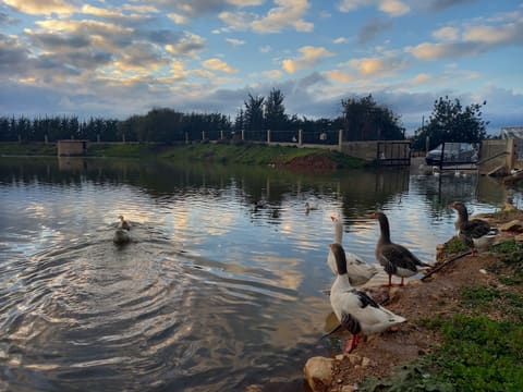 Kfar Tebnit Lake — photograph 4