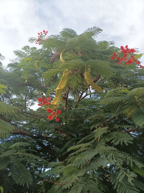 Jbeil Public Park — photograph 2