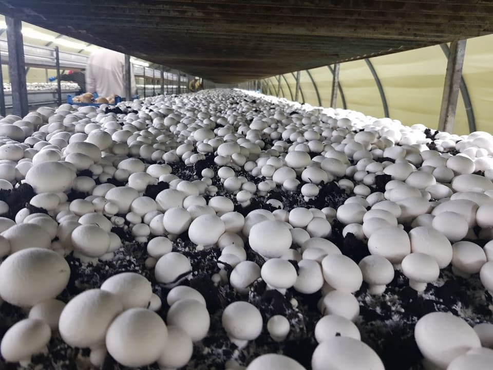 Gourmet Mushroom