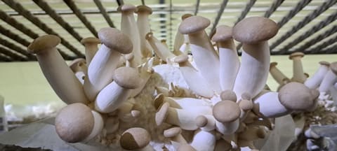 Gourmet Mushroom — photograph 5