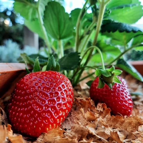 Renard Urban Farmer — photograph 2