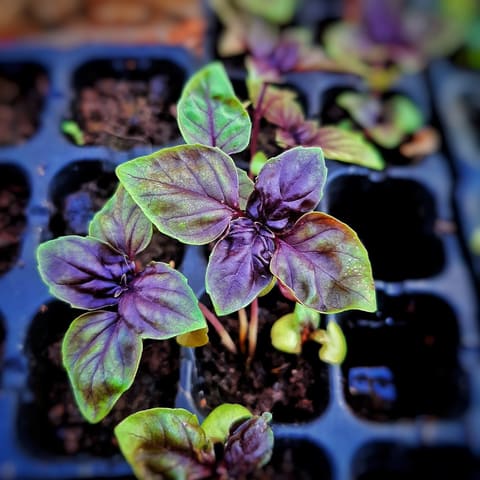 Renard Urban Farmer — photograph 3