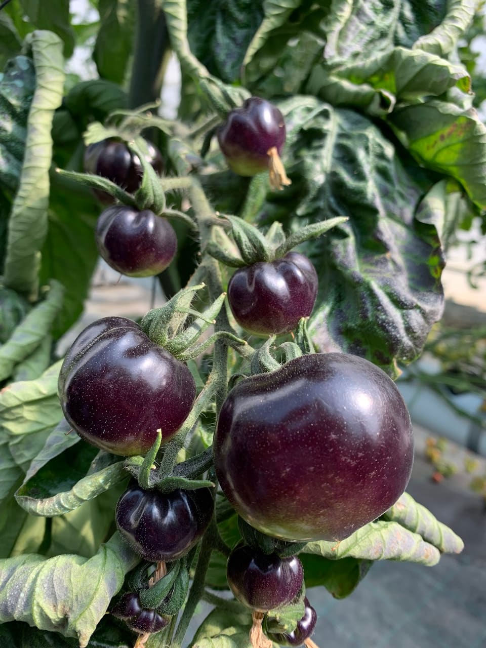 Gem Fruits