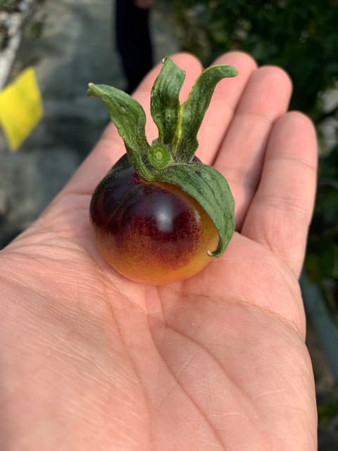 Gem Fruits — photograph 4