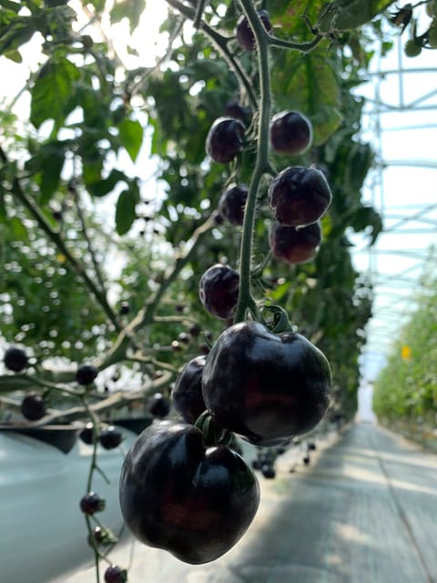 Gem Fruits — photograph 6