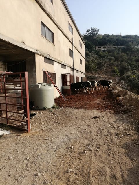A. Kossaify Farm — photograph 2