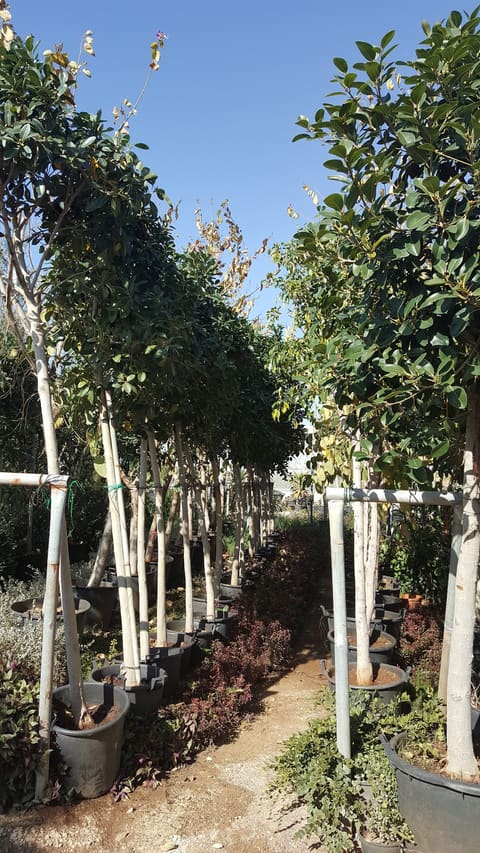 Jardin De Vie — photograph 6
