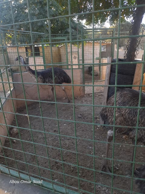 mm horses and animals — photograph 2