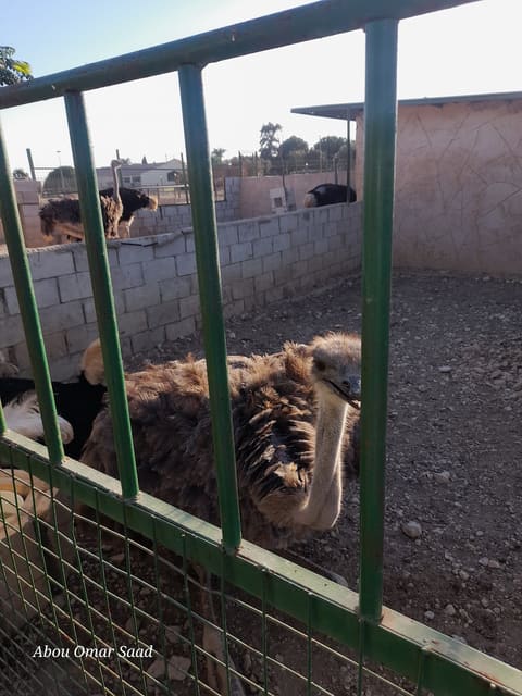 mm horses and animals — photograph 4