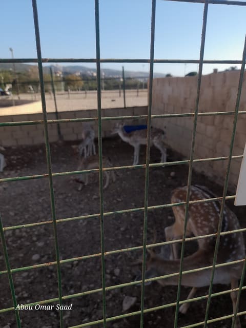 mm horses and animals — photograph 5
