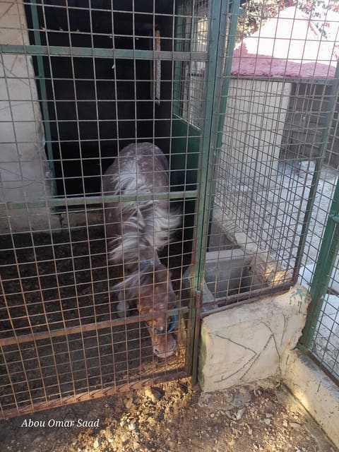 mm horses and animals — photograph 6