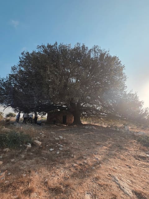 Andoula Oak Tree — photograph 2
