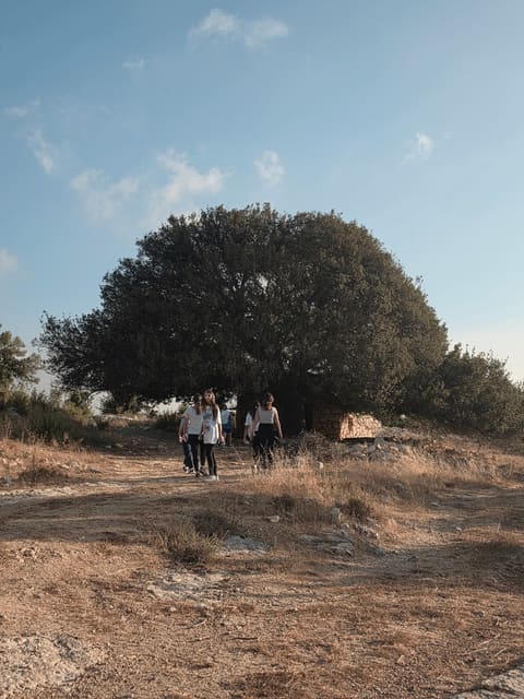 Andoula Oak Tree — photograph 3