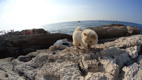 Joining Beach — photograph 5