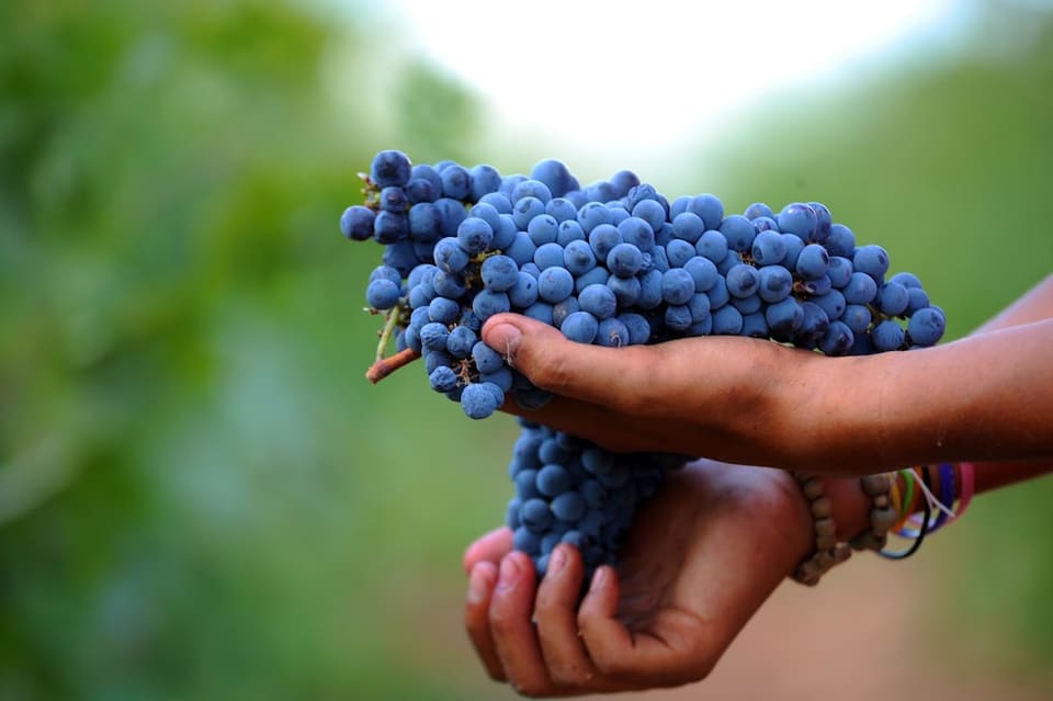 Batroun Mountains Organic Winery