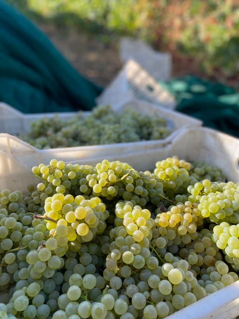 Batroun Mountains Organic Winery — photograph 3