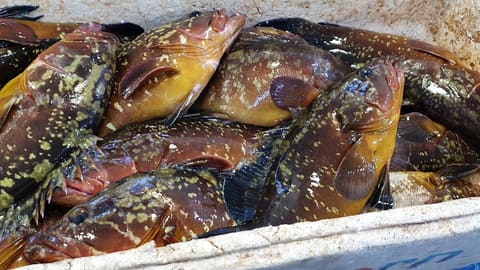 Nohra (Seafood) — photograph 3