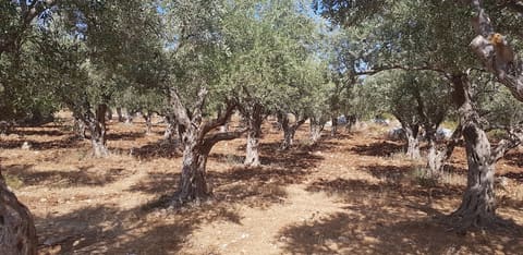 Lady Of Khrayeb Church — photograph 6