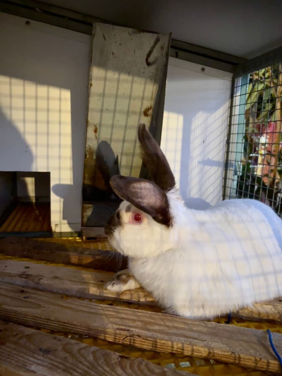 Ghauch Rabbit Farm