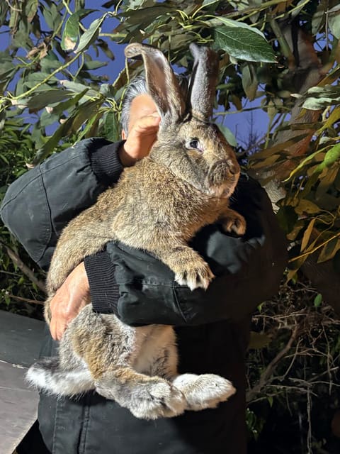 Ghauch Rabbit Farm — photograph 2