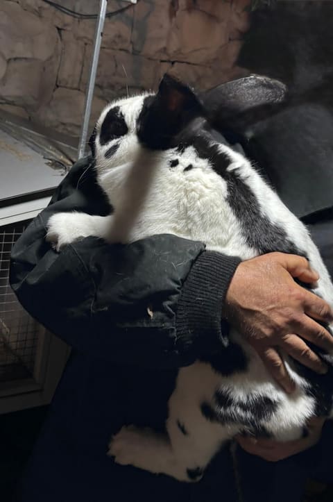 Ghauch Rabbit Farm — photograph 4