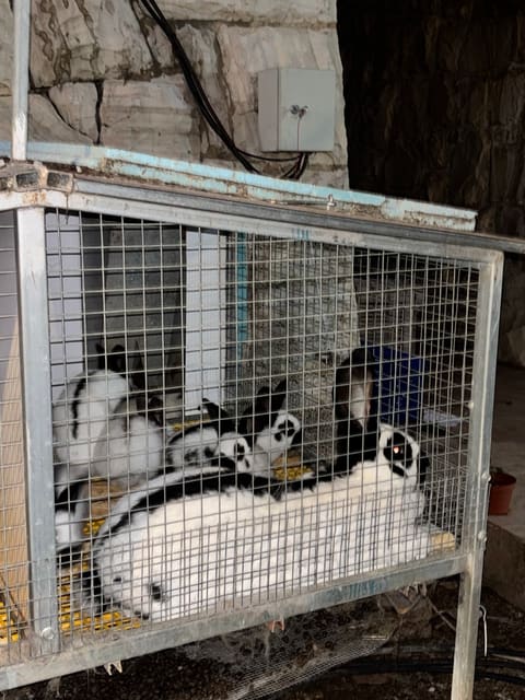 Ghauch Rabbit Farm — photograph 5