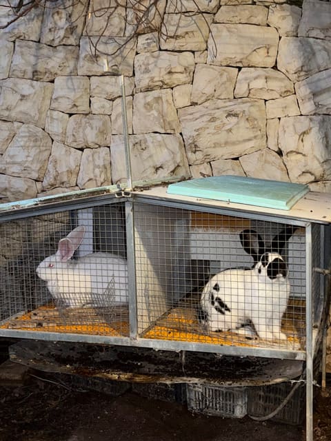 Ghauch Rabbit Farm — photograph 6